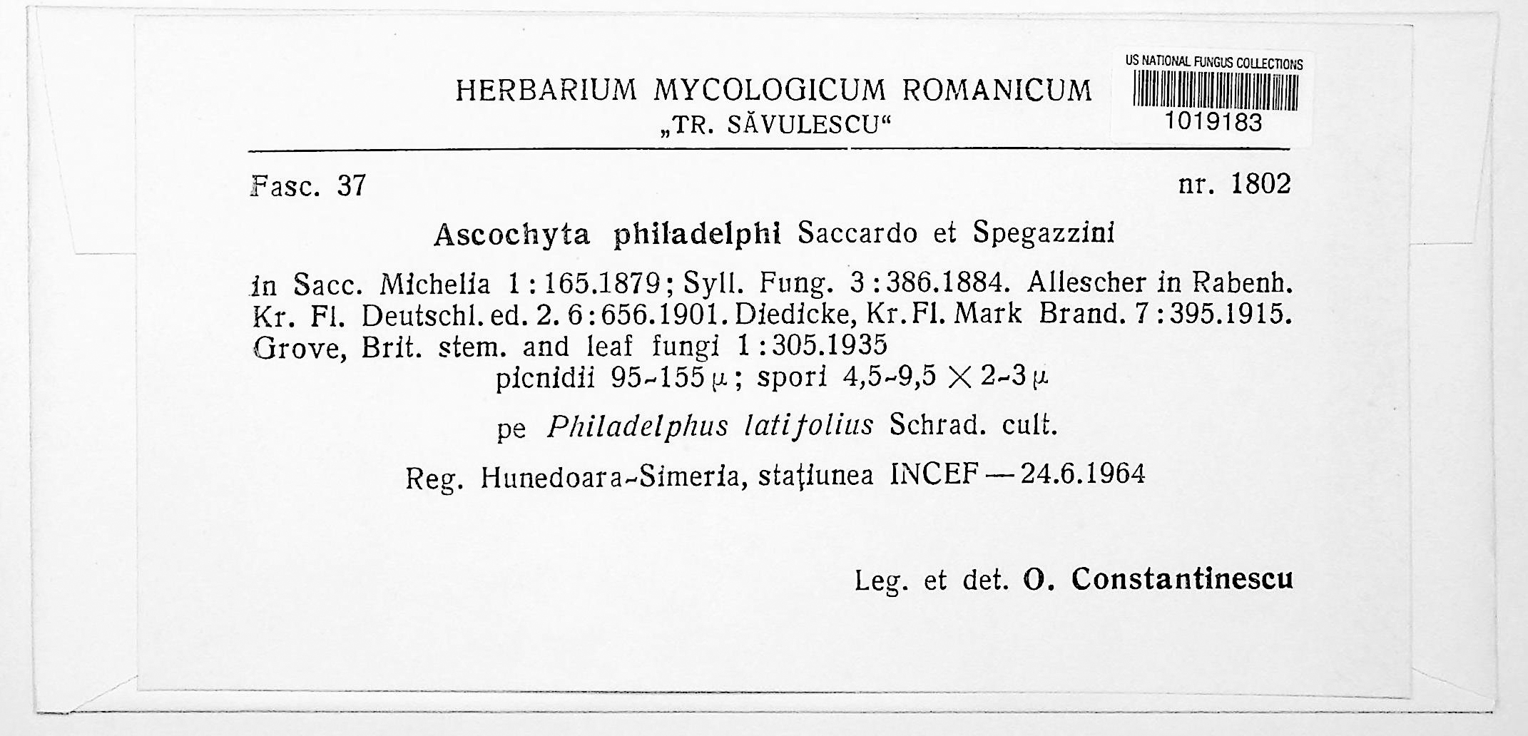Ascochyta philadelphi